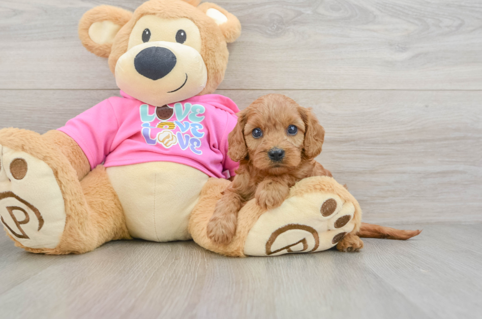 7 week old Cavapoo Puppy For Sale - Seaside Pups