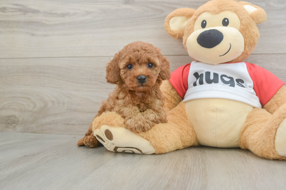 5 week old Cavapoo Puppy For Sale - Seaside Pups