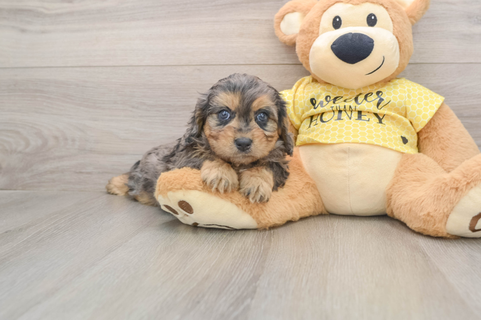 Little Cavipoo Poodle Mix Puppy
