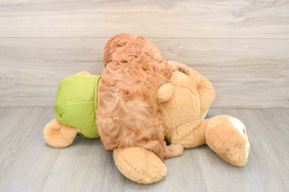 Cavapoo Puppy for Adoption