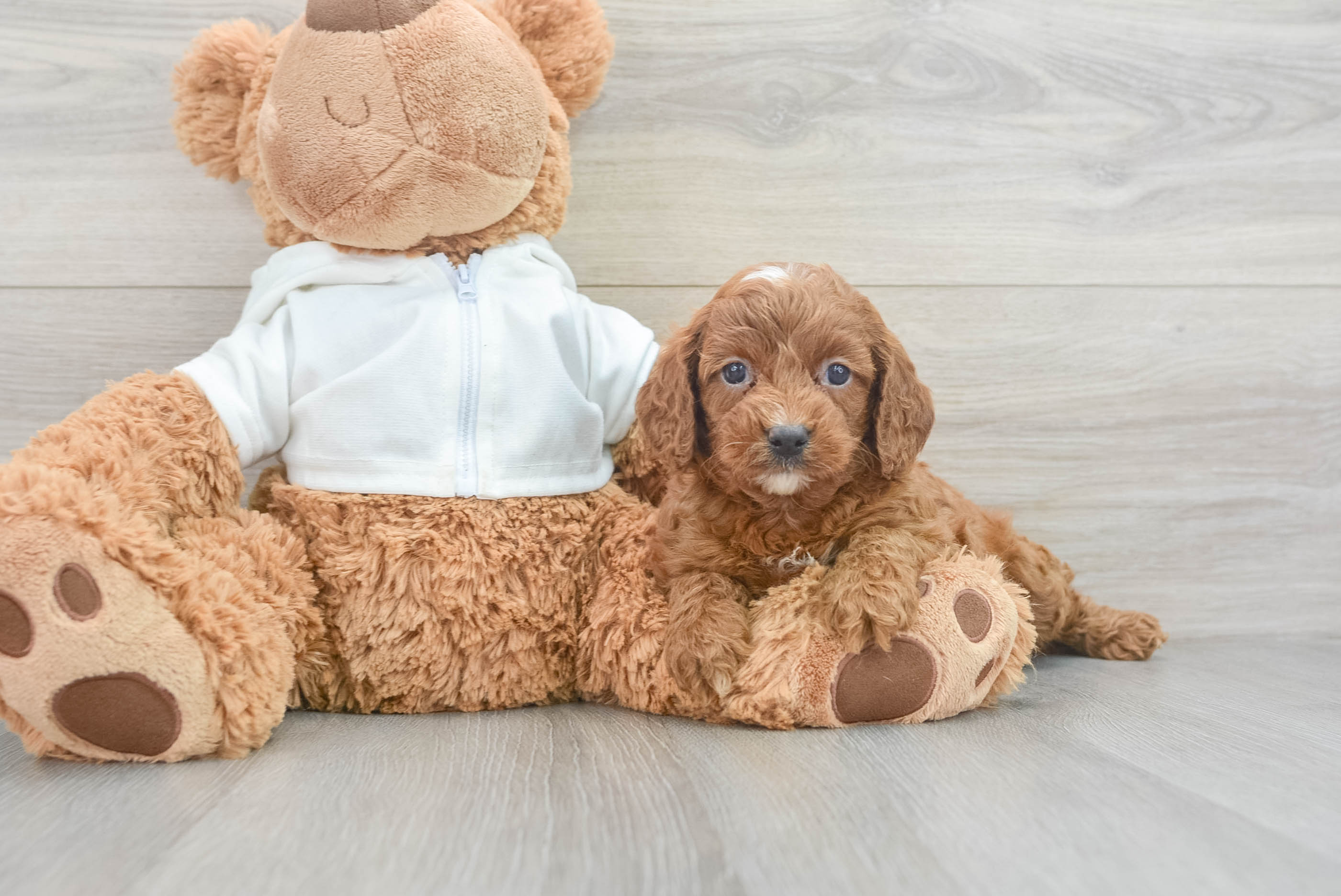 Best Cavapoo Baby