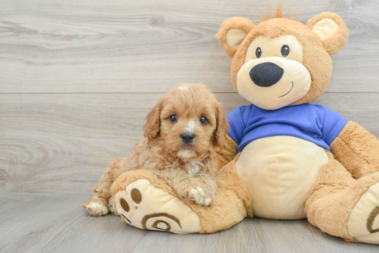 Cute Cavapoo Baby