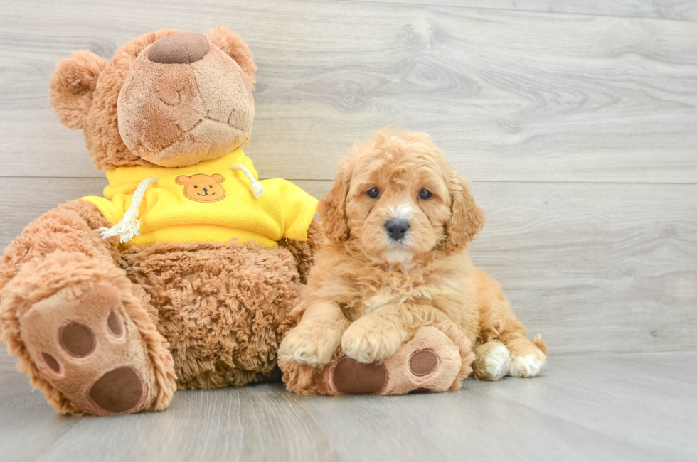 8 week old Cavapoo Puppy For Sale - Seaside Pups