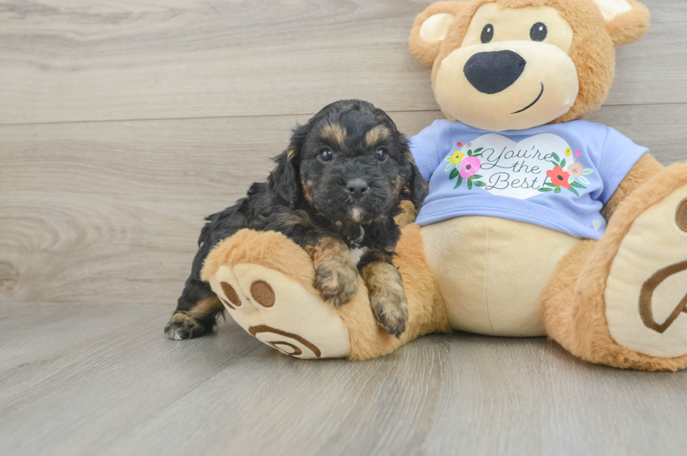 6 week old Cavapoo Puppy For Sale - Seaside Pups