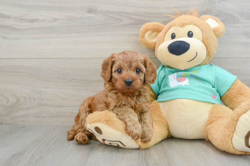 6 week old Cavapoo Puppy For Sale - Seaside Pups