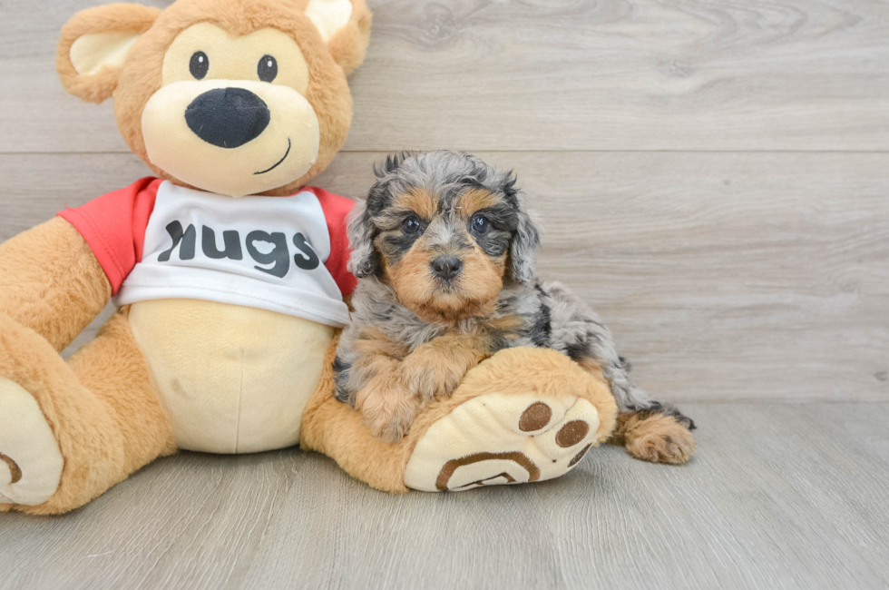 6 week old Cavapoo Puppy For Sale - Seaside Pups