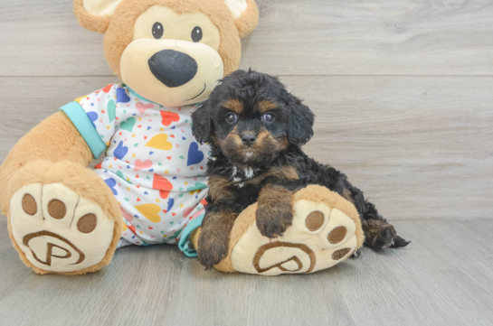 Cavapoo Puppy for Adoption