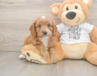 9 week old Cavapoo Puppy For Sale - Seaside Pups