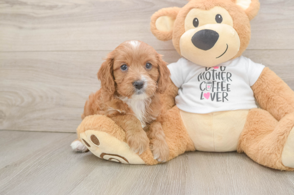 6 week old Cavapoo Puppy For Sale - Seaside Pups