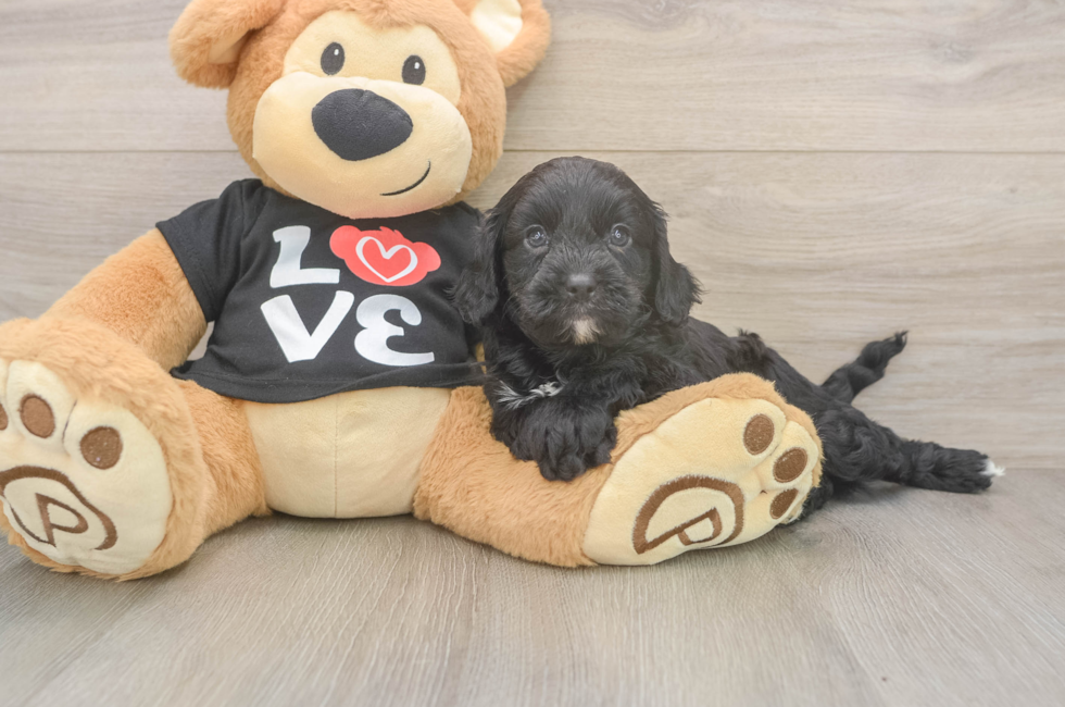 5 week old Cavapoo Puppy For Sale - Seaside Pups