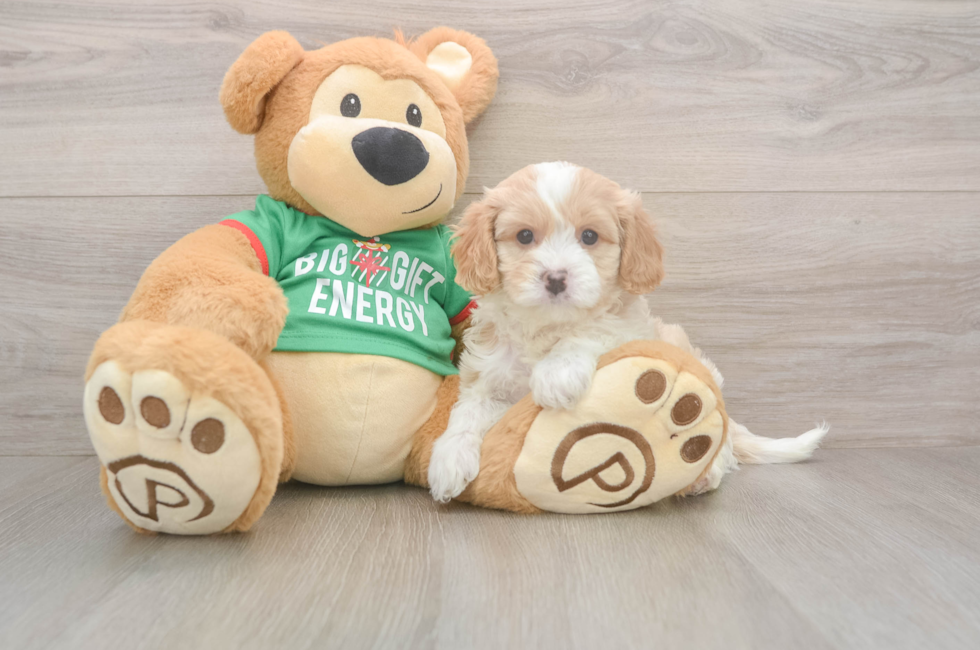 5 week old Cavapoo Puppy For Sale - Seaside Pups