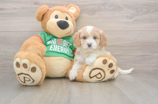 Cavapoo Puppy for Adoption