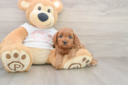 Best Cavapoo Baby
