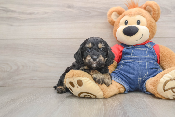 Funny Cavapoo Poodle Mix Pup