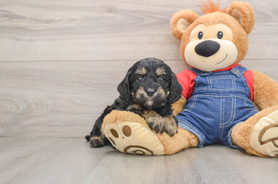 Funny Cavapoo Poodle Mix Pup