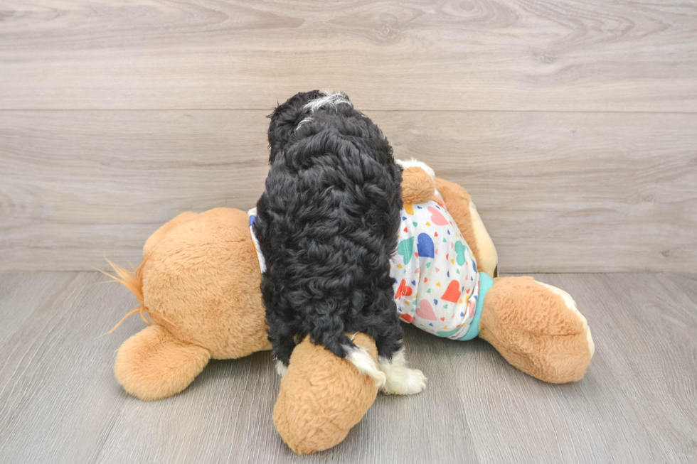 Happy Cavapoo Baby