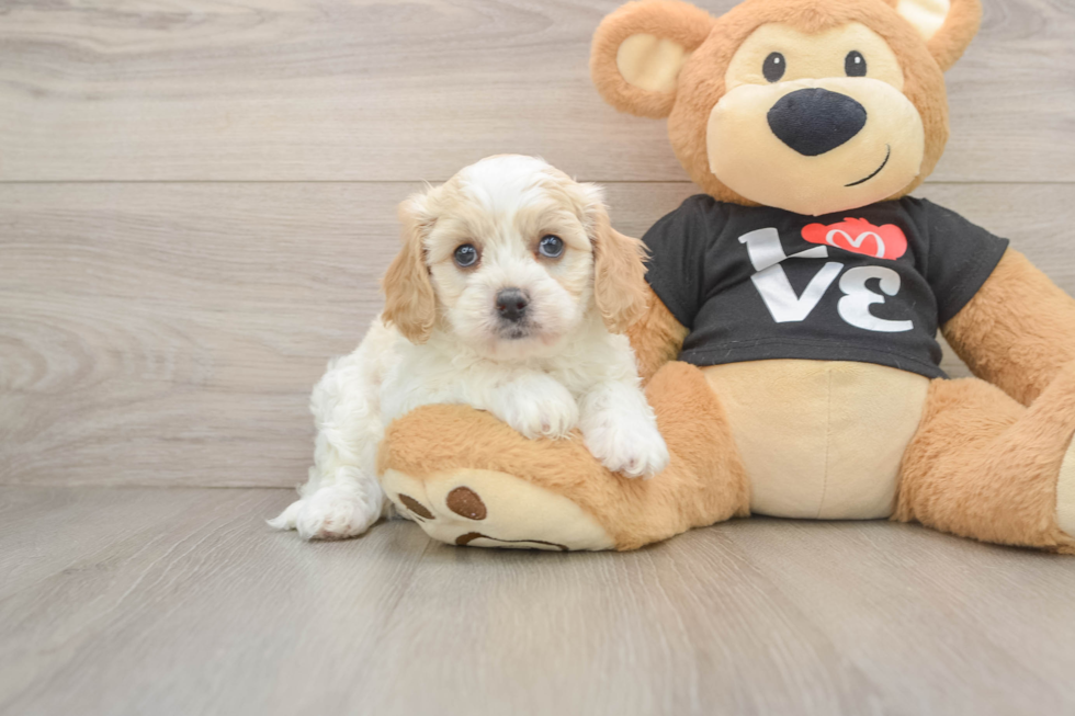 Best Cavapoo Baby