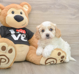 8 week old Cavapoo Puppy For Sale - Seaside Pups