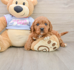 8 week old Cavapoo Puppy For Sale - Seaside Pups