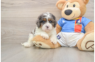 Cavapoo Puppy for Adoption