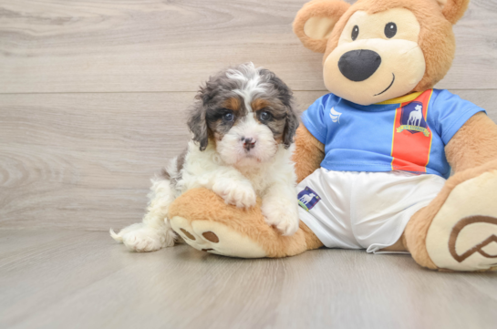 Cavapoo Puppy for Adoption