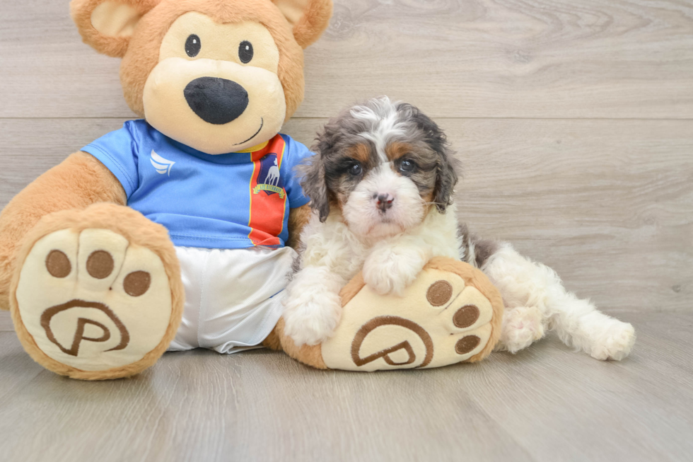 Petite Cavapoo Poodle Mix Pup