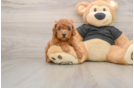 Cavapoo Pup Being Cute