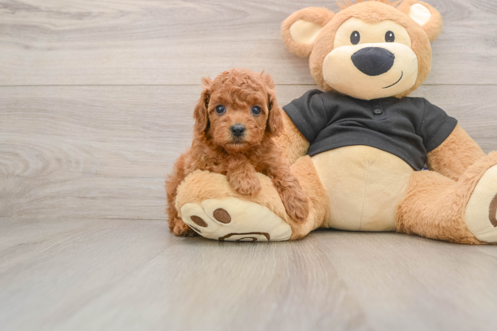 Cavapoo Pup Being Cute