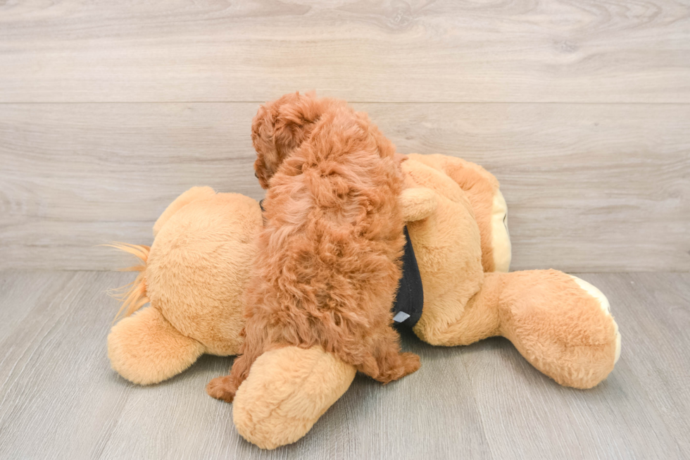 Cavapoo Puppy for Adoption