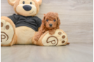 Cavapoo Puppy for Adoption