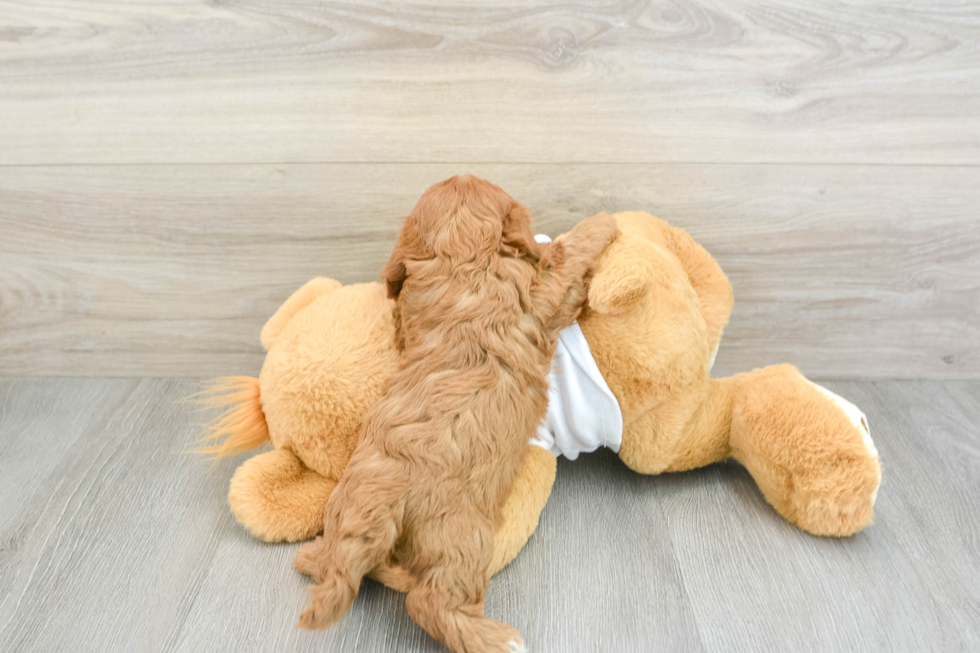 Sweet Cavapoo Baby