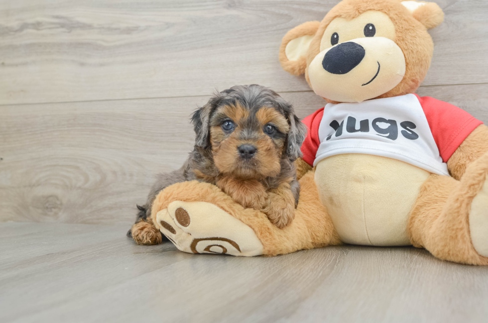 6 week old Cavapoo Puppy For Sale - Seaside Pups