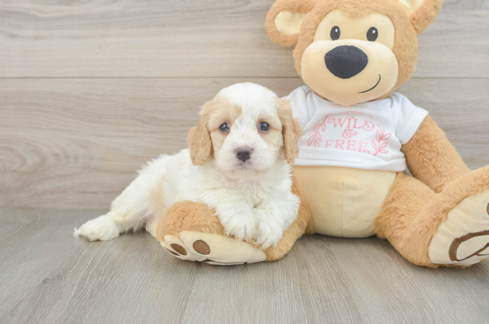 5 week old Cavapoo Puppy For Sale - Seaside Pups