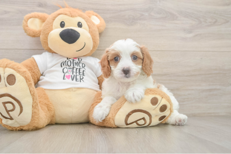 Cavapoo Pup Being Cute