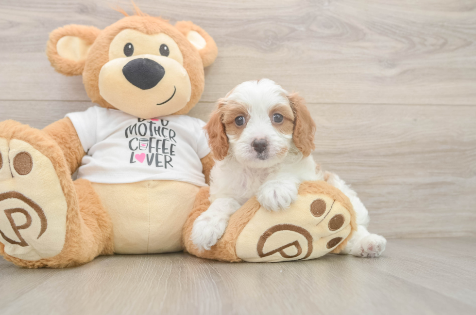 6 week old Cavapoo Puppy For Sale - Seaside Pups