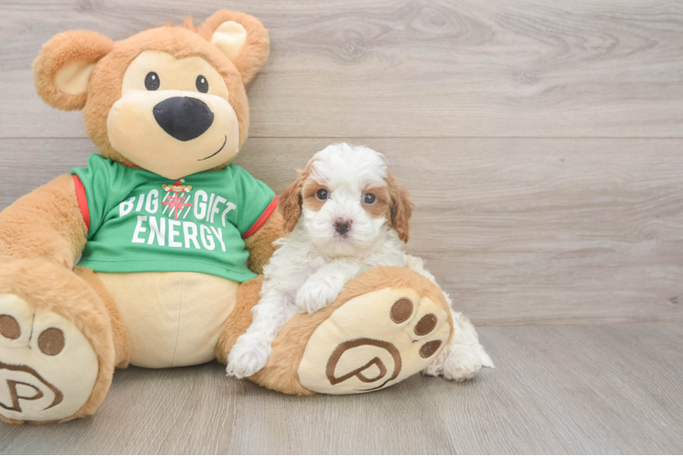 Cute Cavapoo Baby
