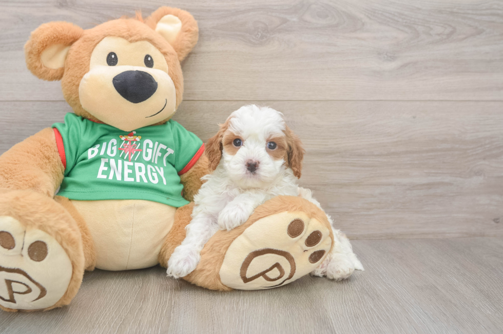 5 week old Cavapoo Puppy For Sale - Seaside Pups