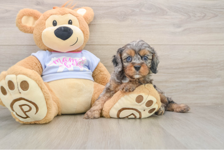 Cavapoo Pup Being Cute