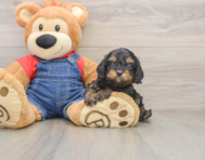 8 week old Cavapoo Puppy For Sale - Seaside Pups