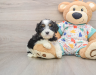 7 week old Cavapoo Puppy For Sale - Seaside Pups