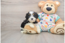 Hypoallergenic Cavadoodle Poodle Mix Puppy