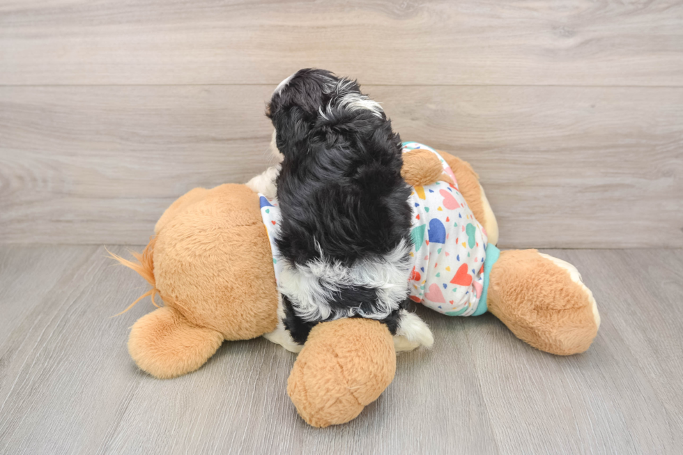 Little Cavipoo Poodle Mix Puppy