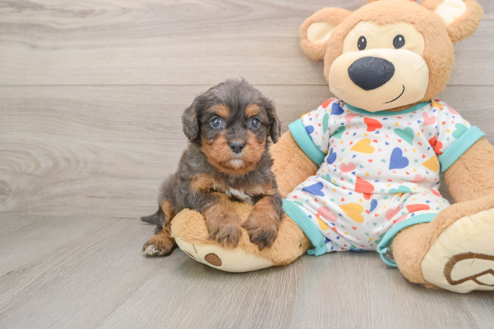 Cavapoo Puppy for Adoption