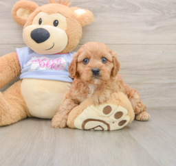 8 week old Cavapoo Puppy For Sale - Seaside Pups