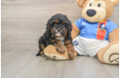 Cavapoo Puppy for Adoption