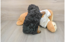 Energetic Cavoodle Poodle Mix Puppy