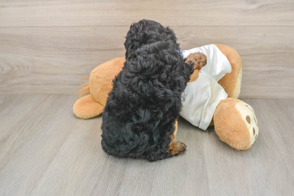 Energetic Cavoodle Poodle Mix Puppy