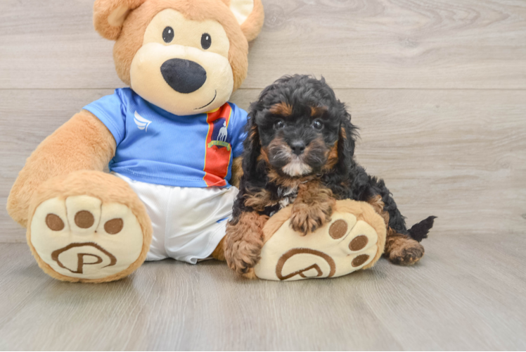 Playful Cavapoodle Poodle Mix Puppy