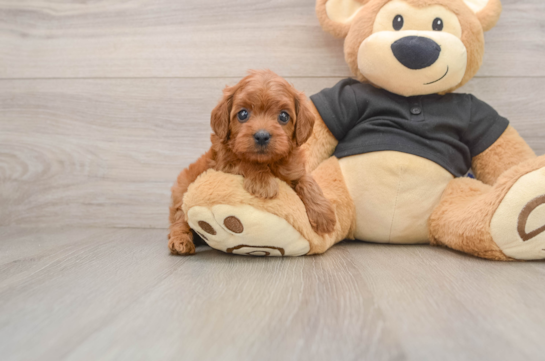 Cavapoo Pup Being Cute