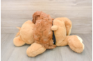 Hypoallergenic Cavadoodle Poodle Mix Puppy